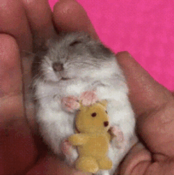 Cute Hampter Sleeping On Hand GIF