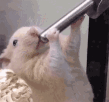 Cute Hamster Sucking Steel GIF