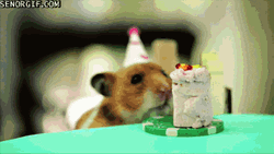 Cute Hamsters Birthday Party  GIF