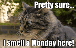 Cute Happy Monday Cross Eyed Cat GIF