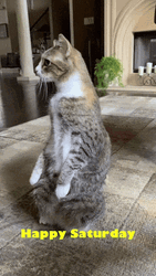 Cute Happy Saturday Cat Sitting Straight GIF