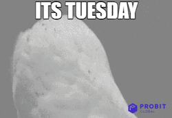 Cute Happy Tuesday Eagle Surprised Reaction GIF