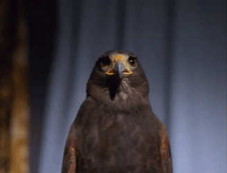 Cute Hawk Looking Around GIF