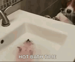 Cute Hedgehog Hot Bath Time GIF