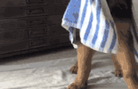 Cute Hound Dog Hello  GIF
