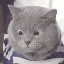 Cute Huh Cat Meme Funny GIF