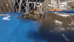 Cute Hungry Baby Hippo Swimming GIF