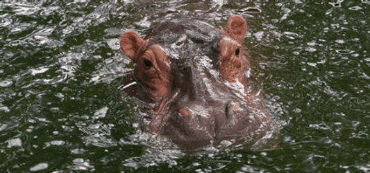 Cute Hungry Hippo Flapping Ears GIF