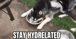 Cute Husky Dog Drink Water Playfully  GIF