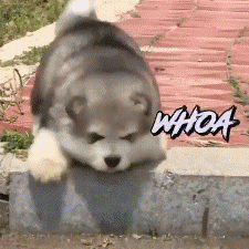 Cute Husky Falling