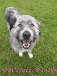 Cute Irish Wolfhound Dog Smells Funny Thursday GIF