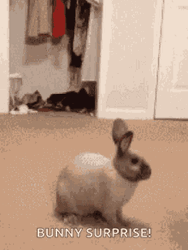 Cute Jumping Rabbit Pair GIF