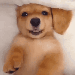 Cute Kawaii Dog Winking GIF