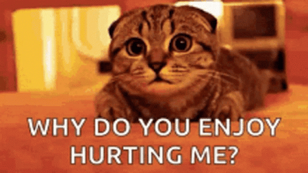 Cute Kitten Asks Question That Hurt GIF