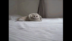Cute Kitten Attacking The Camera GIF