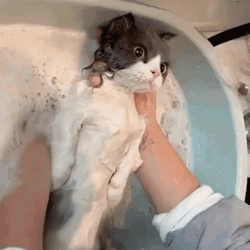 Cute Kitten Behaving In Bath GIF