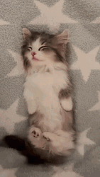 Cute Kitten Blanket Wrap GIF