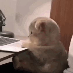 cute-kitten-cat-angry-working-computer-fy0h8njh2fmotcse.gif