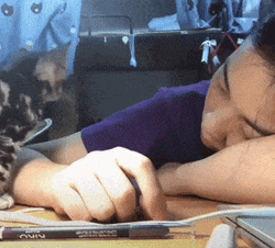 Cute Kitten Cuddling GIF