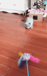 Cute Kitten Falls Down GIF