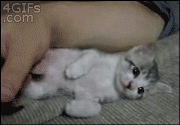 Cute Kitten Fell Asleep GIF