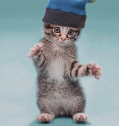 Cute Kitten Funny Dance GIF