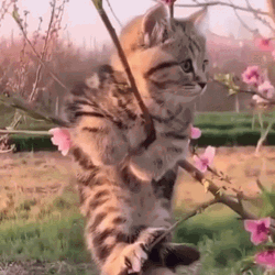 Cute Kitten Hanging From Branch GIF