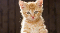 Cute Kitten Images GIF