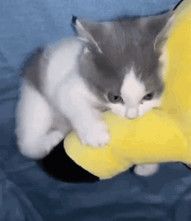 Cute Kitten Kicking Toy GIF