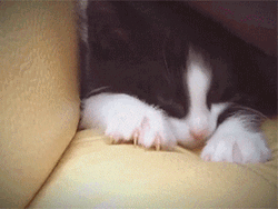 Cute Kitten Kneading On Sofa GIF