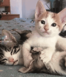 Cute Kitten Licking Its Sibling GIF