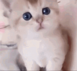 Cute Kitten Looking Innocent GIF