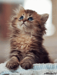 Cute Kitten Looking Up GIF