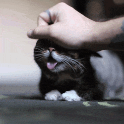 Cute Kitten Loves Caress GIF