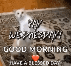 Cute Kitten On Cute Wednesday GIF