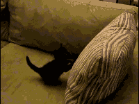 Cute Kitten Pinned Down By Pillow GIF