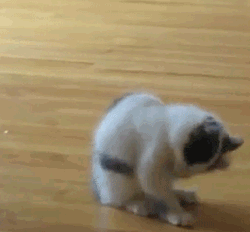 Cute Kitten Playing Alone GIF