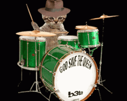 Cute Kitten Playing Drum GIF