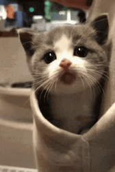 Cute Kitten Playing Peekaboo GIF