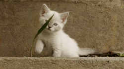 Cute Kitten Playing With Leaf GIF