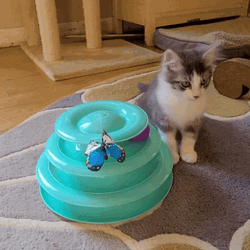 Cute Kitten Playing With Puzzle Toy GIF