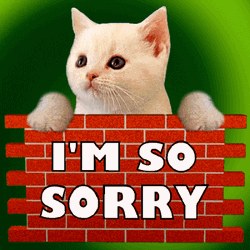 Cute Kitten Saying I'm So Sorry GIF