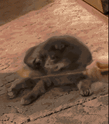 Cute Kitten Shocked Reaction GIF