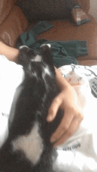 Cute Kitten Sleeping On Lap GIF
