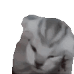 Cute Kitten Stressing Out GIF