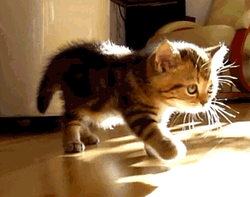 Cute Kitten Stretching  GIF