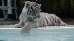 Cute Kitten Tiger At Poolside GIF