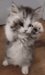 Cute Kitten Wants To Fight GIF
