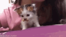 Cute Kitten With Filter GIF
