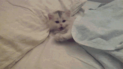 Cute Kitten Yawning GIF